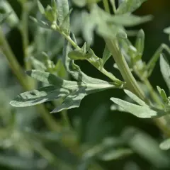 Zielone, pierzaste liście piołunu, znane ze swoich licznych właściwości leczniczych, delikatnie kołyszą się na wietrze.