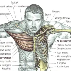 Anatomia budowy klatki piersiowej z zaznaczonymi mięśniami: piersiowym większym i mniejszym, obojczykiem, żebrami i mostkiem.