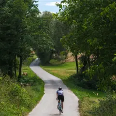 Rowerzysta przemierza malownicze trasy rowerowe świętokrzyskie, mijając po drodze pasące się krowy.