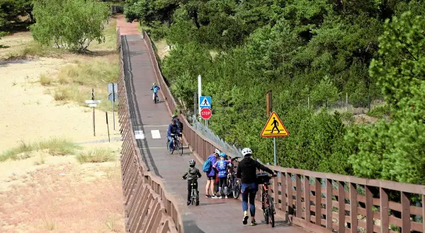Rodzina na rowerach przemierza jedną z najpiękniejszych tras rowerowych w Polsce, wśród sosnowego lasu i piaszczystych wydm.