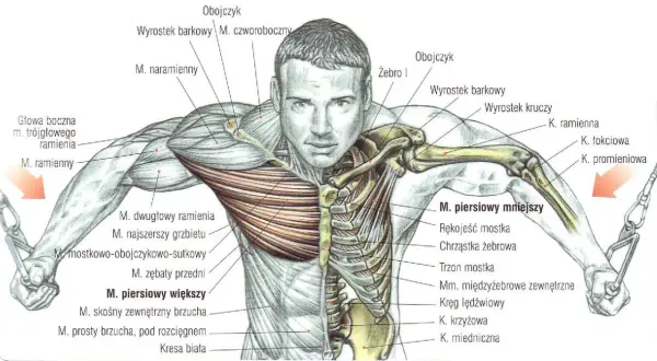 Anatomia budowy klatki piersiowej z zaznaczonymi mięśniami: piersiowym większym i mniejszym, obojczykiem, żebrami i mostkiem.