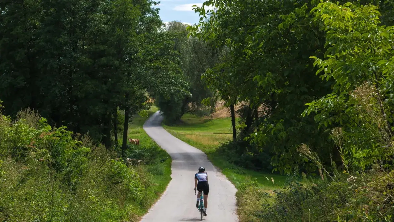 Rowerzysta przemierza malowniczą drogę wśród zieleni, odkrywając urokliwe trasy rowerowe świętokrzyskie. Krowa pasie się nieopodal.